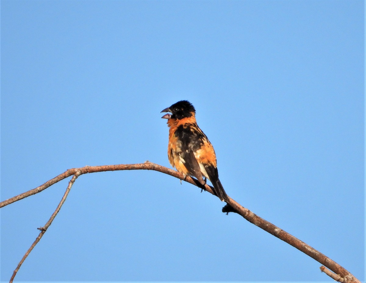 Black-headed Grosbeak - ML589109431