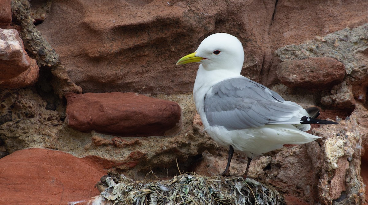 Black-legged Kittiwake - Rowan Gibson