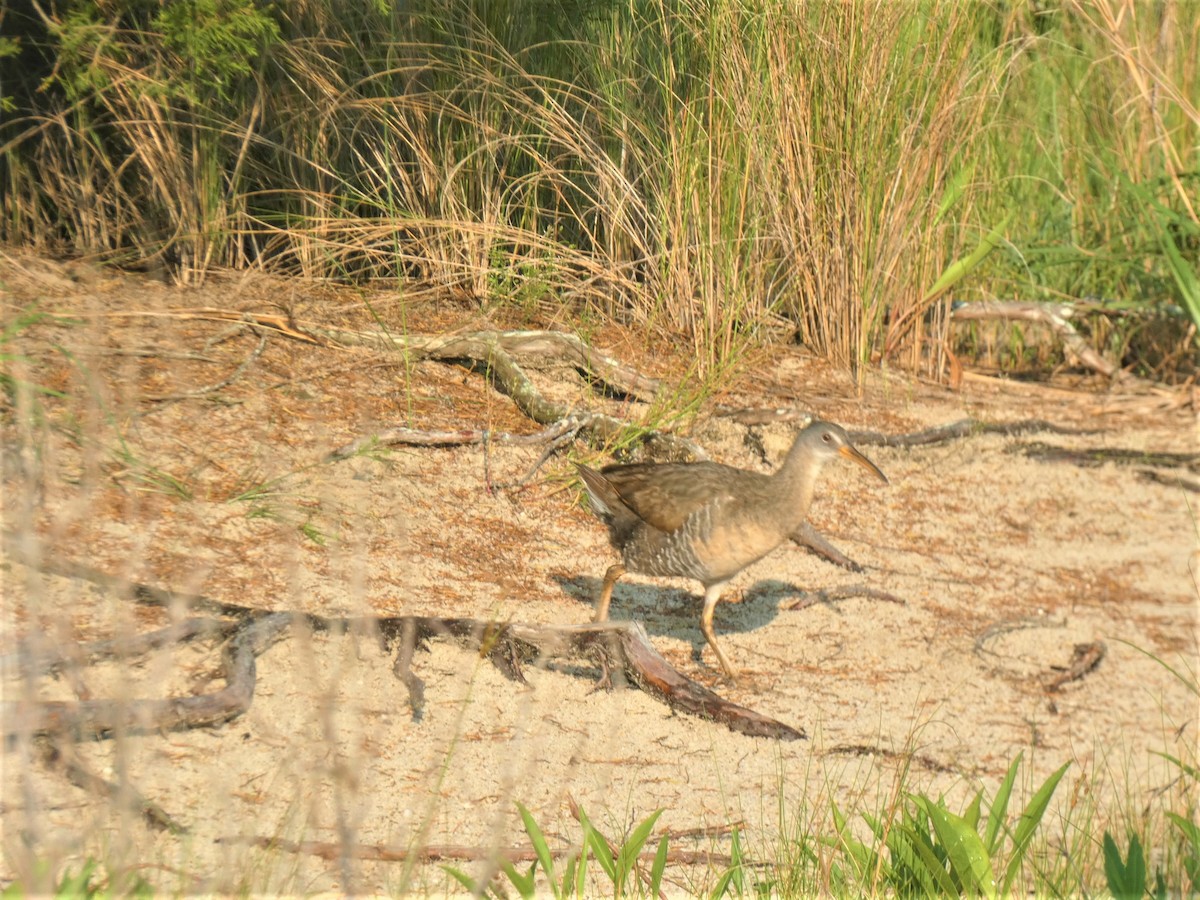 Clapper Rail - ML589110271