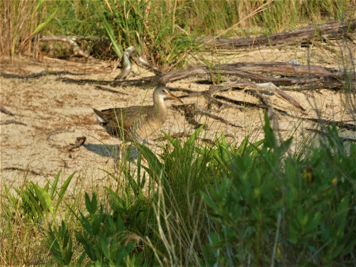 Clapper Rail - ML589110281