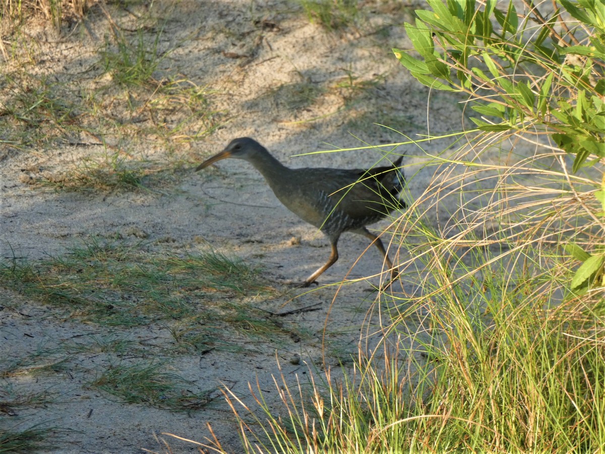 Clapper Rail - ML589110291