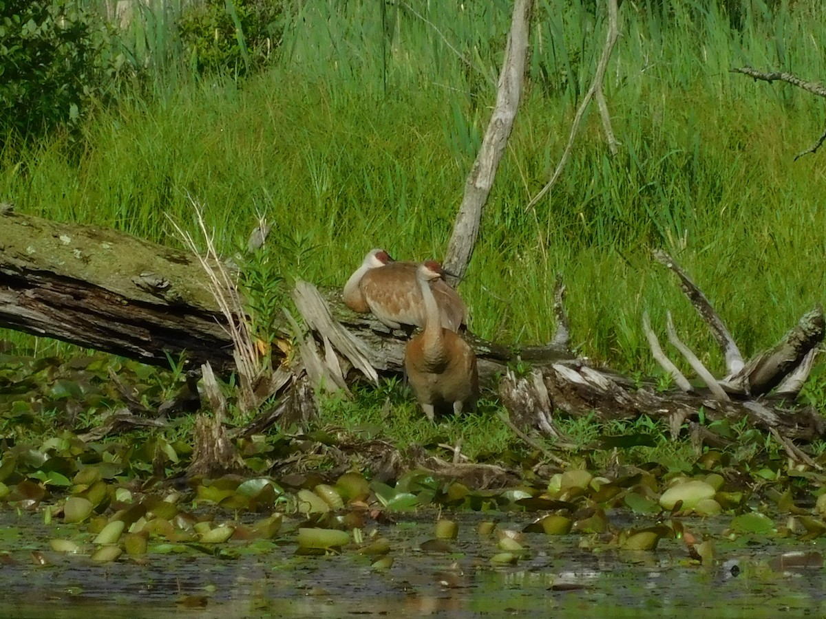 Sandhill Crane - ML589110481