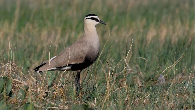 Sociable Lapwing - ML589111331