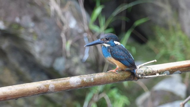 Javan Blue-banded Kingfisher - ML589112441