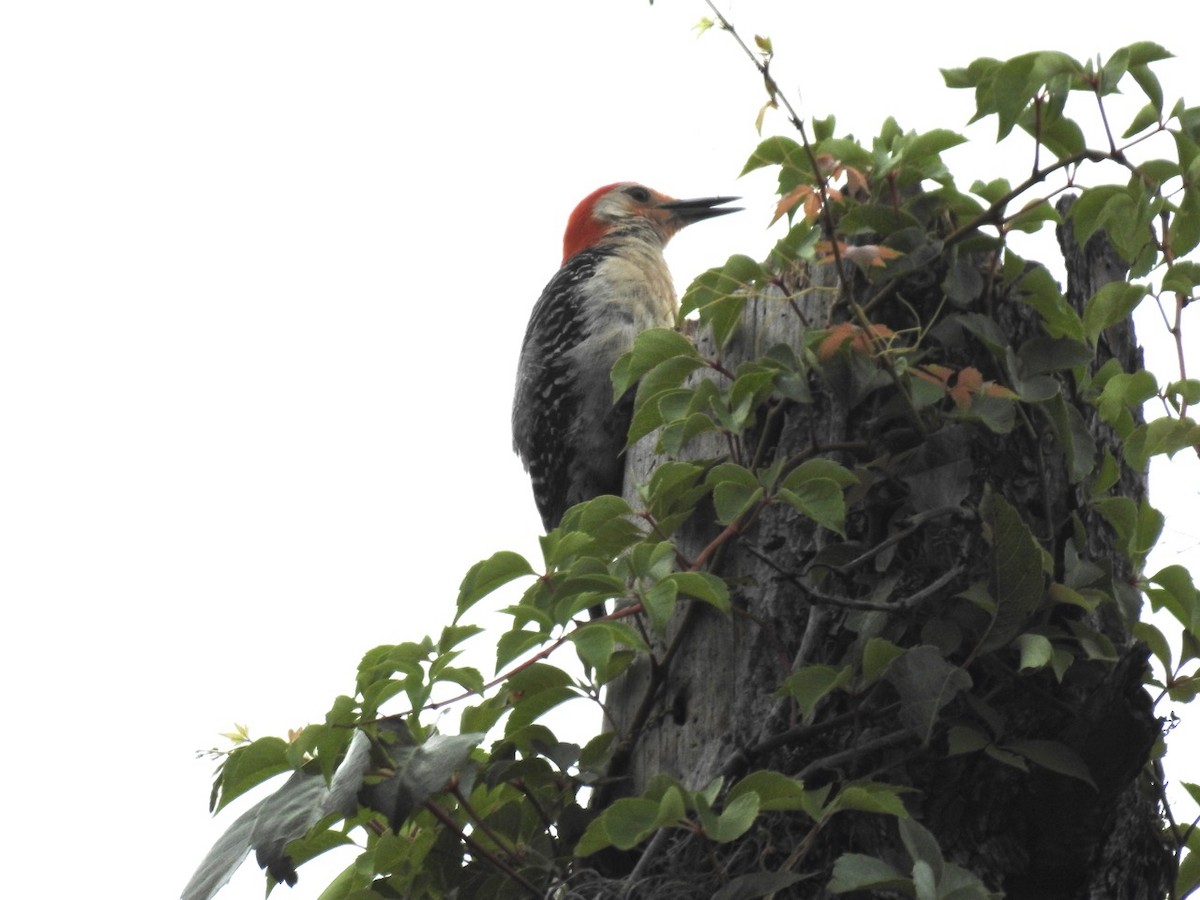 Red-bellied Woodpecker - ML589112451