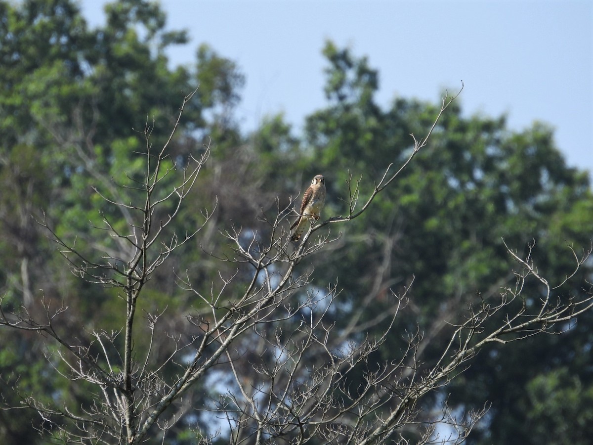 American Kestrel - ML589113501