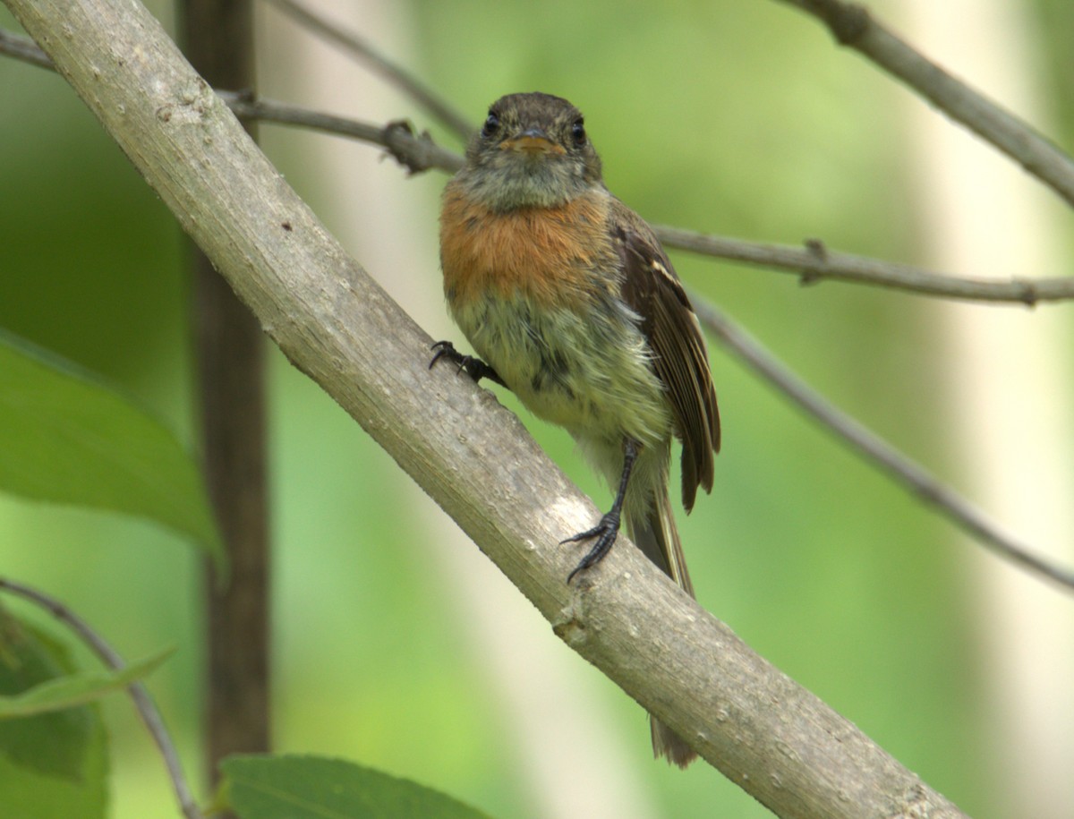 Belted Flycatcher - Josue  de León Lux (Birding Guide) josuedeleonlux@gmail.com +502 3068 8988