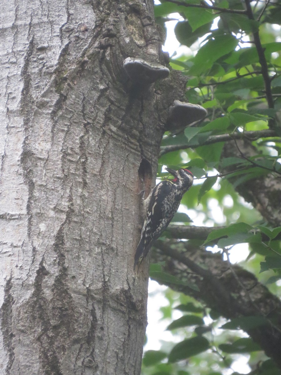 Yellow-bellied Sapsucker - ML589114701