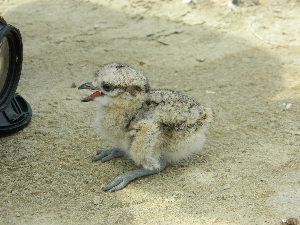 Peruvian Thick-knee - ML58911481