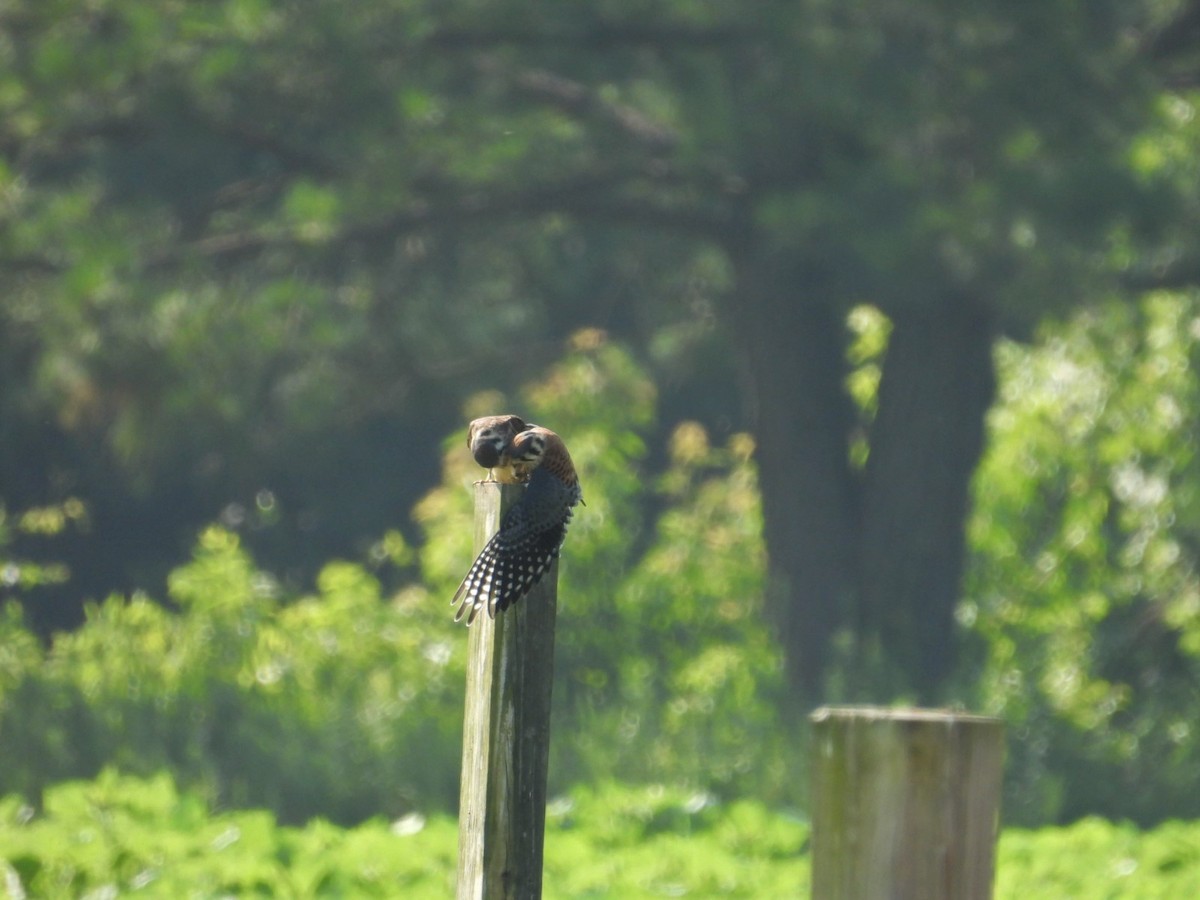 American Kestrel - Rebekah Boan