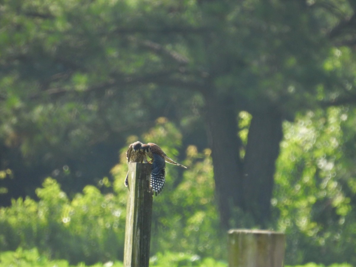 American Kestrel - ML589114911