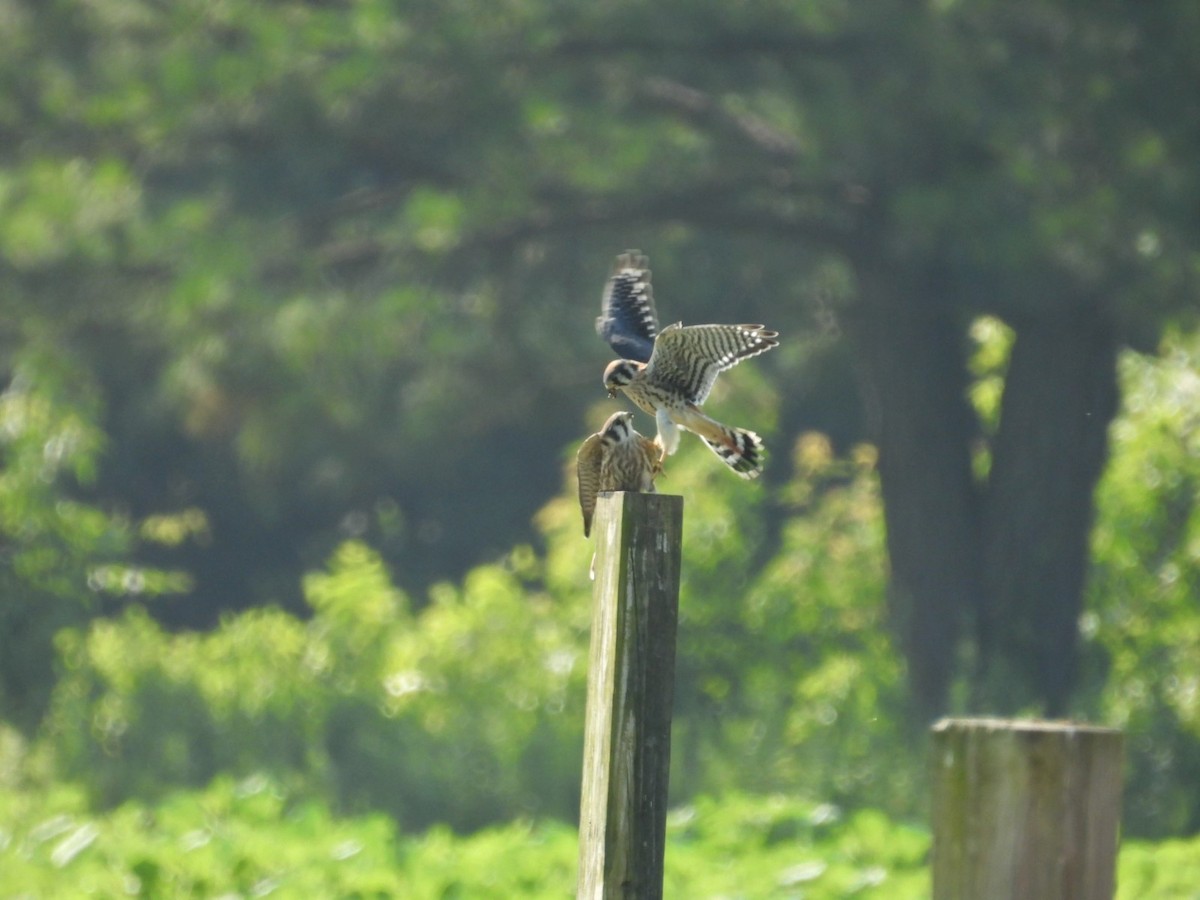 American Kestrel - ML589114921