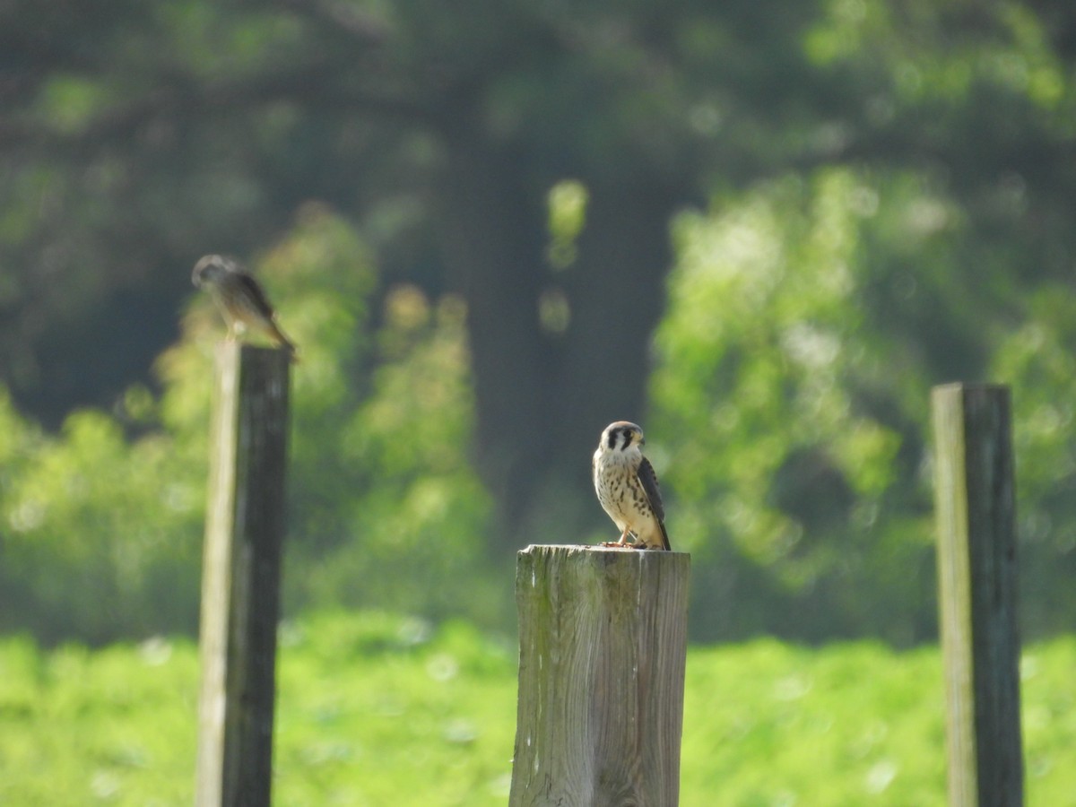 American Kestrel - ML589114941