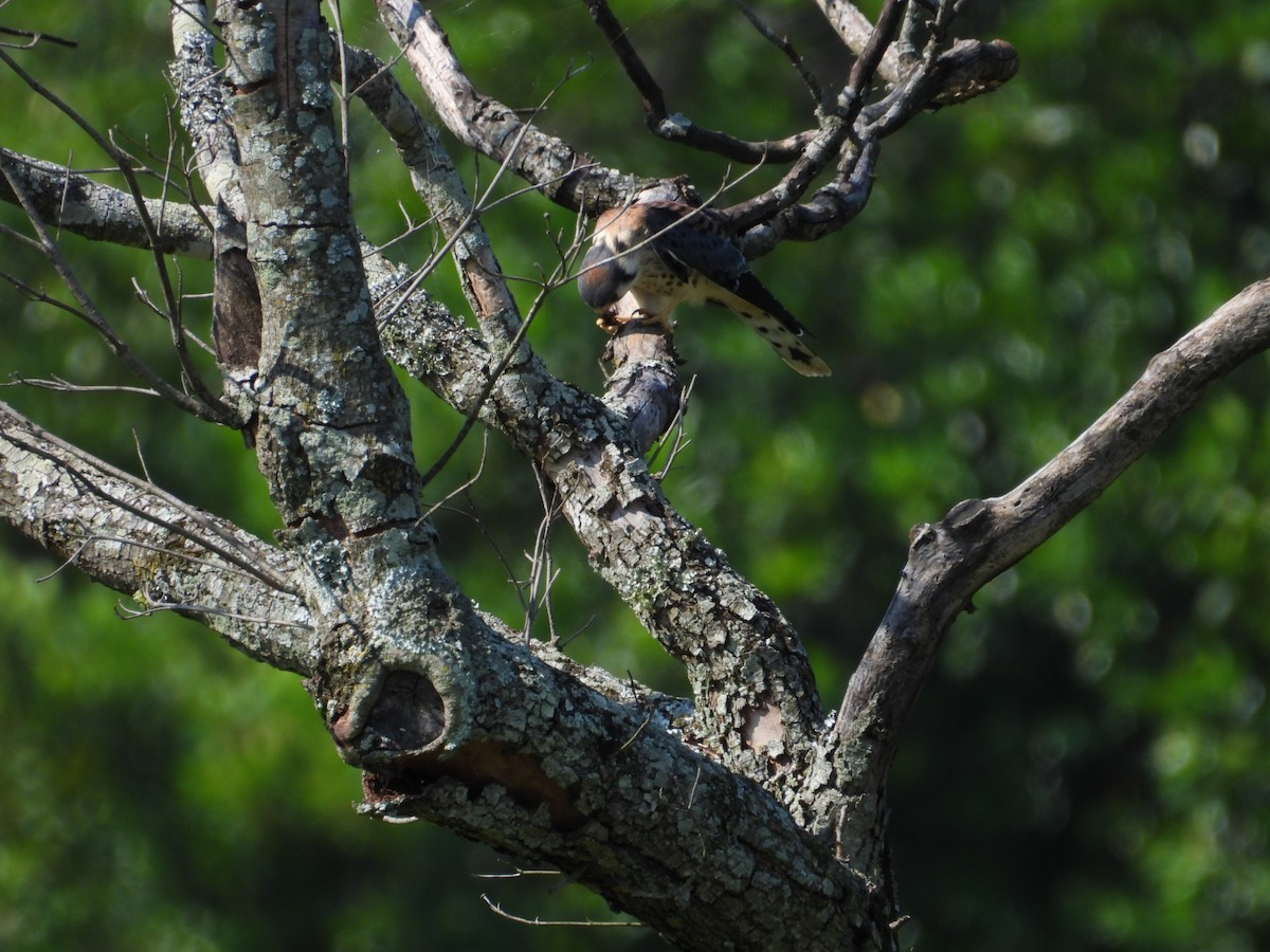 American Kestrel - ML589114981