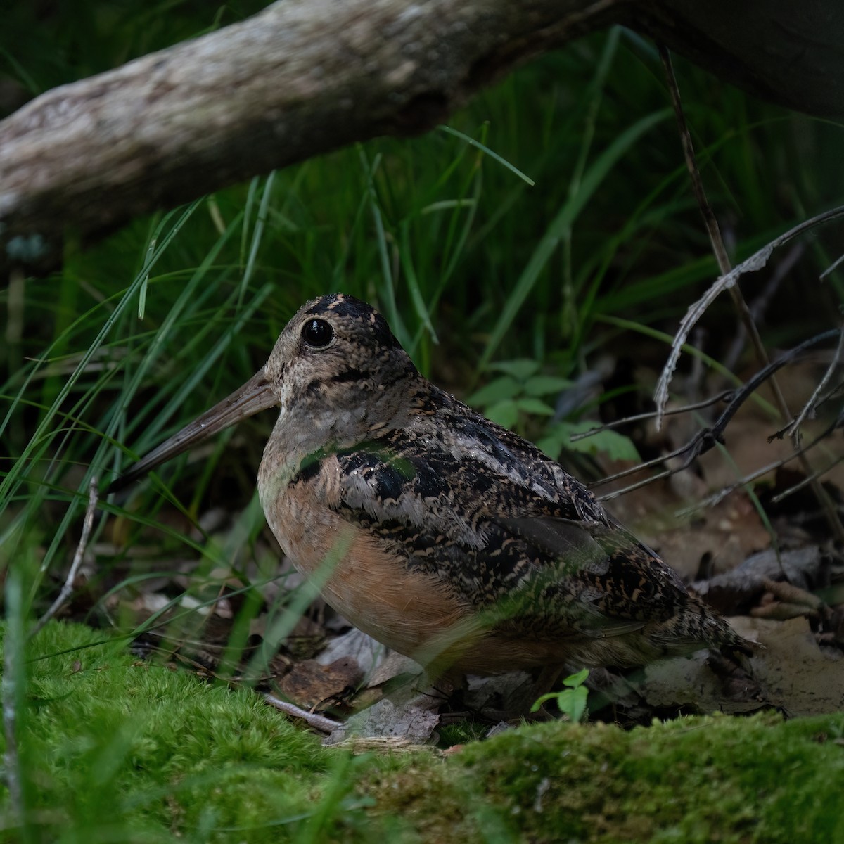 American Woodcock - ML589116301