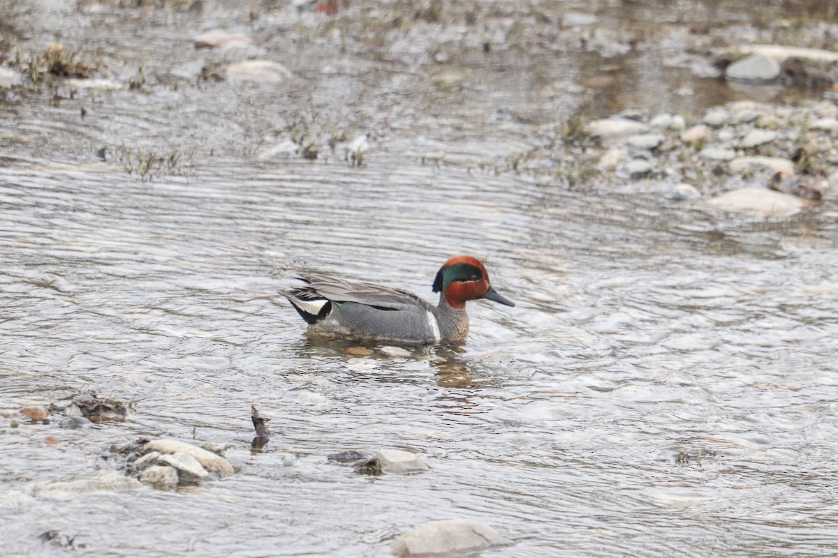 Green-winged Teal - ML589116611