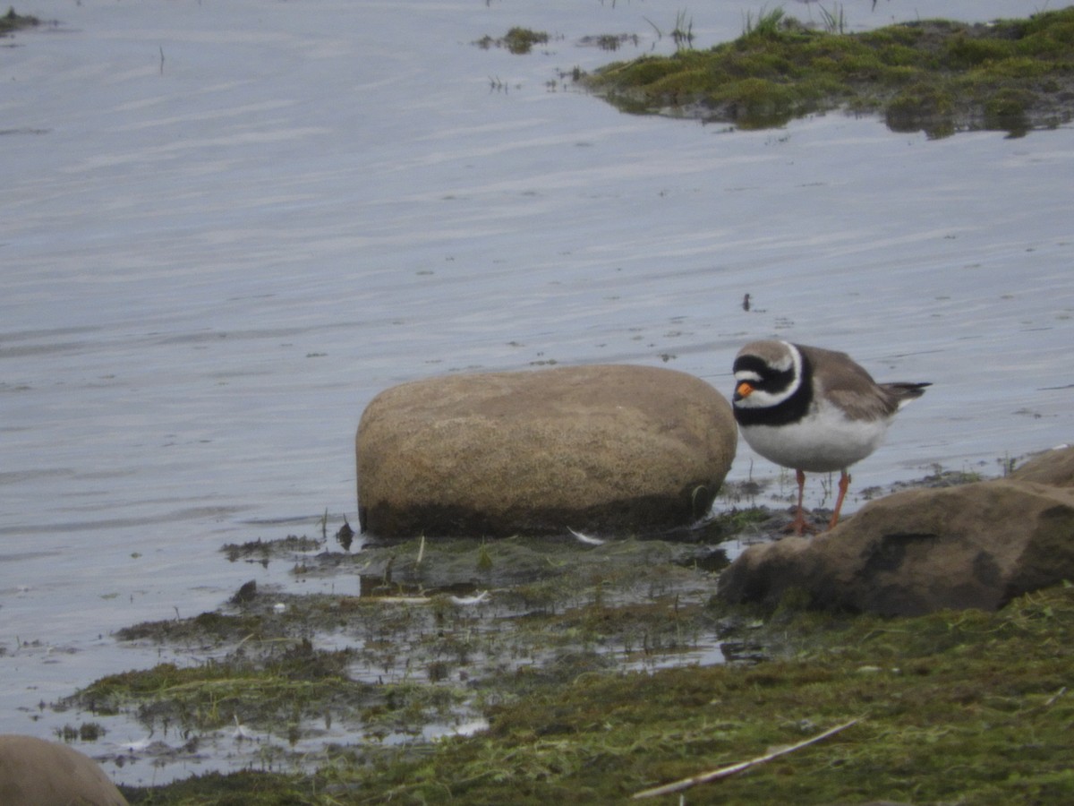 Common Ringed Plover - Alan Dixon