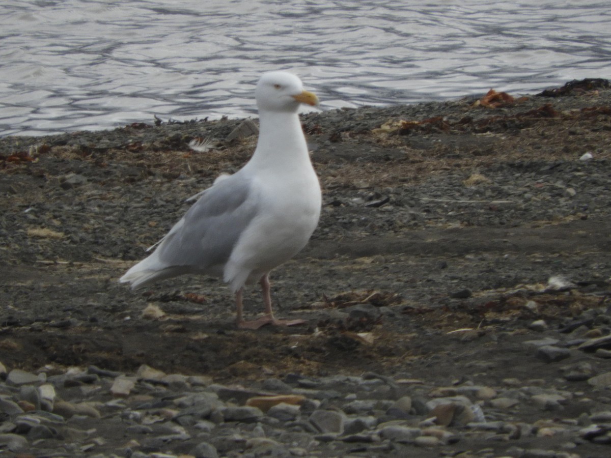 Glaucous Gull - ML589117611