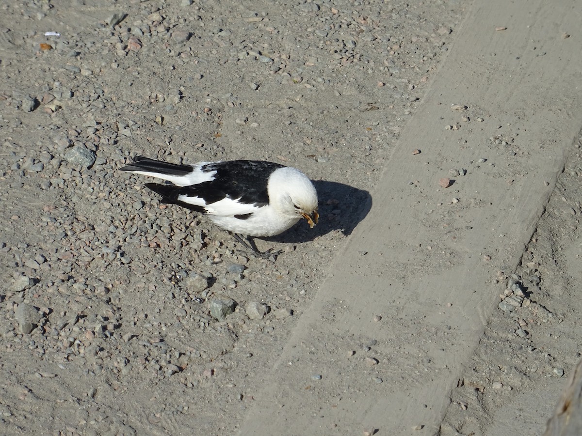 Snow Bunting - Alan Dixon