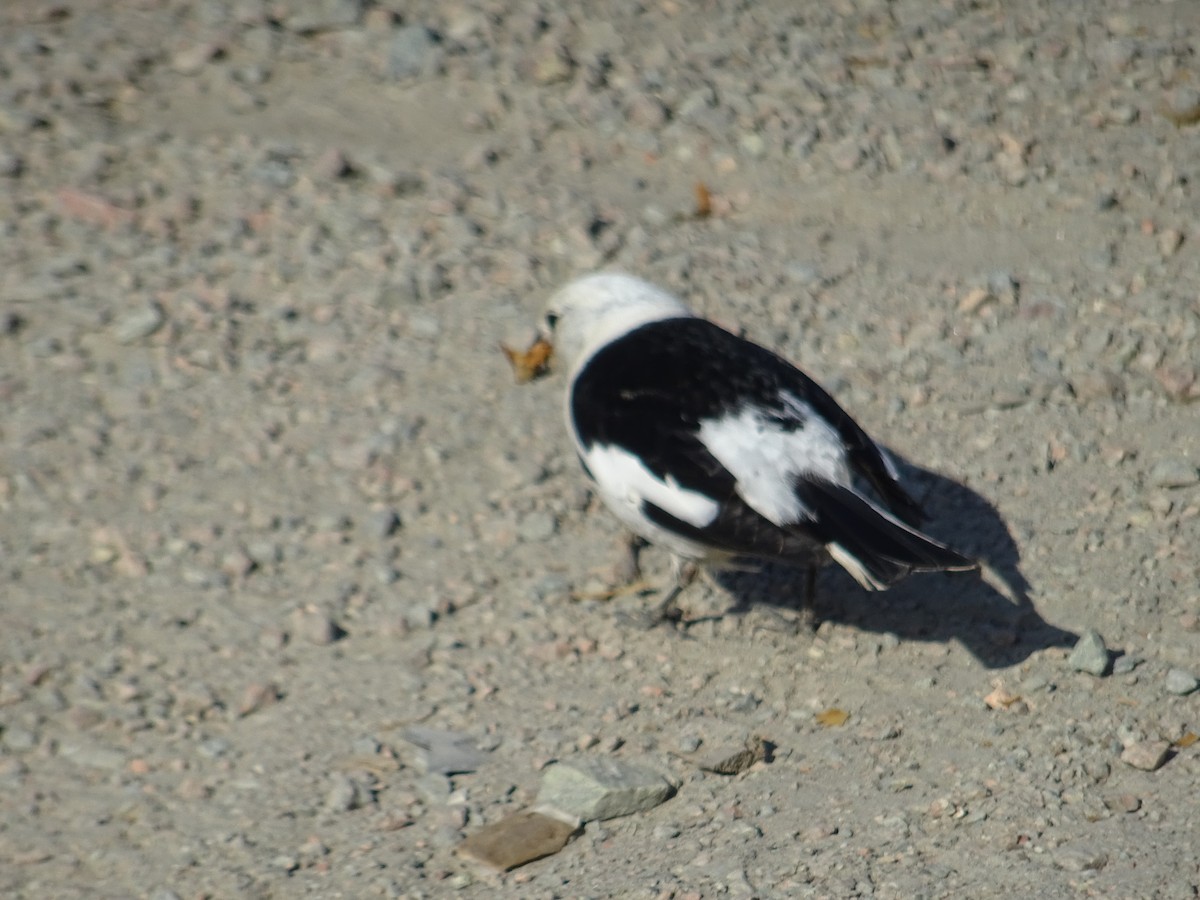 Snow Bunting - Alan Dixon