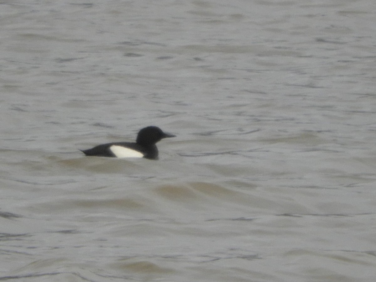 Black Guillemot - ML589118111