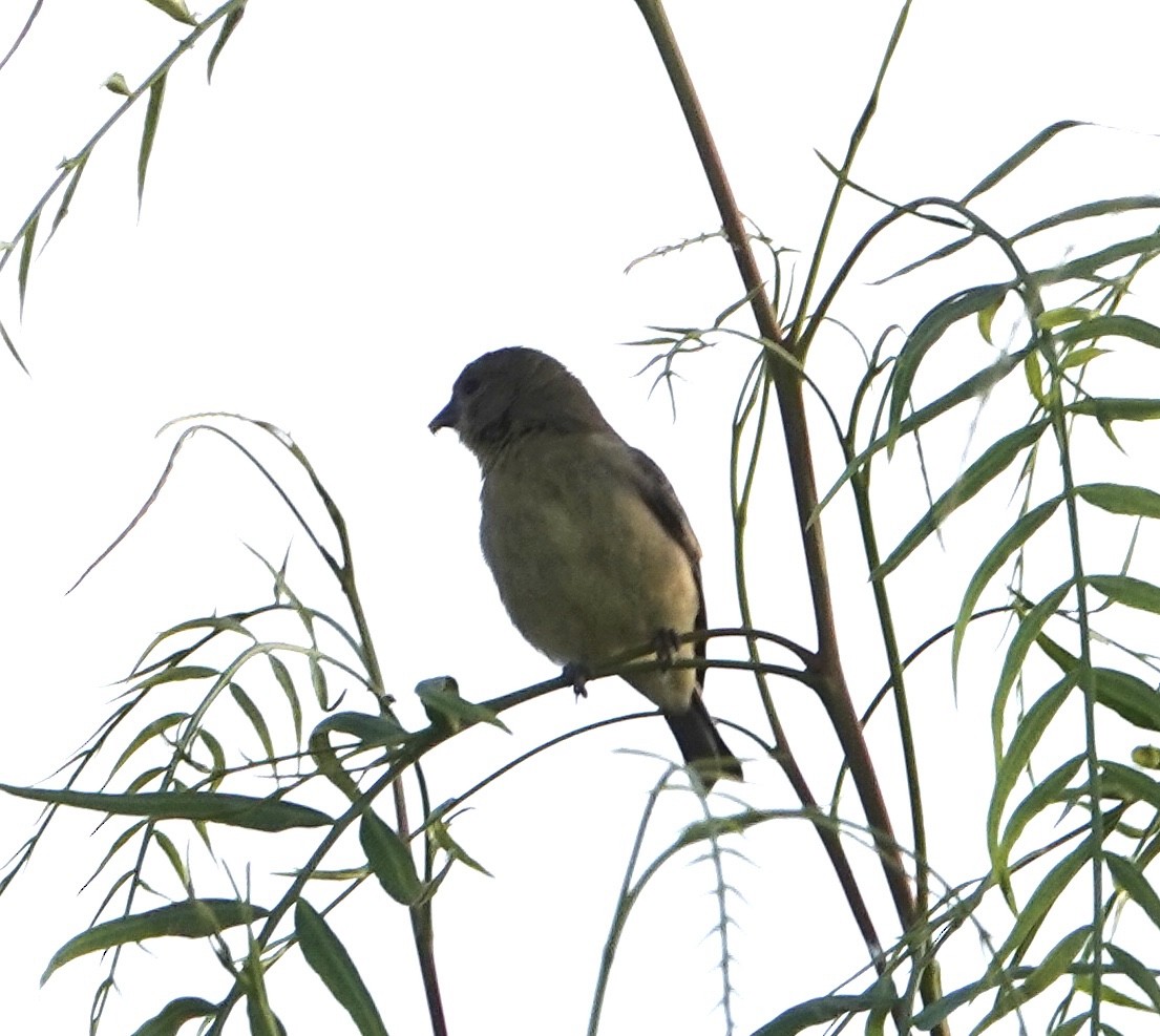 Lesser Goldfinch - ML589118751