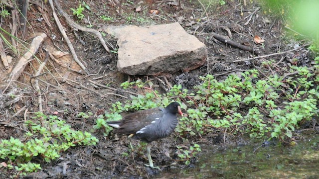 Common Gallinule - ML589120291