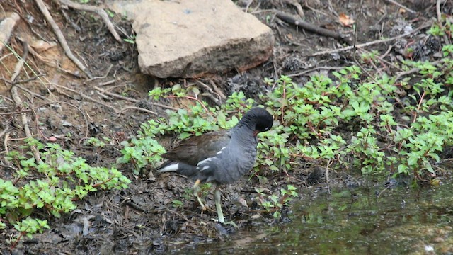 Common Gallinule - ML589120311