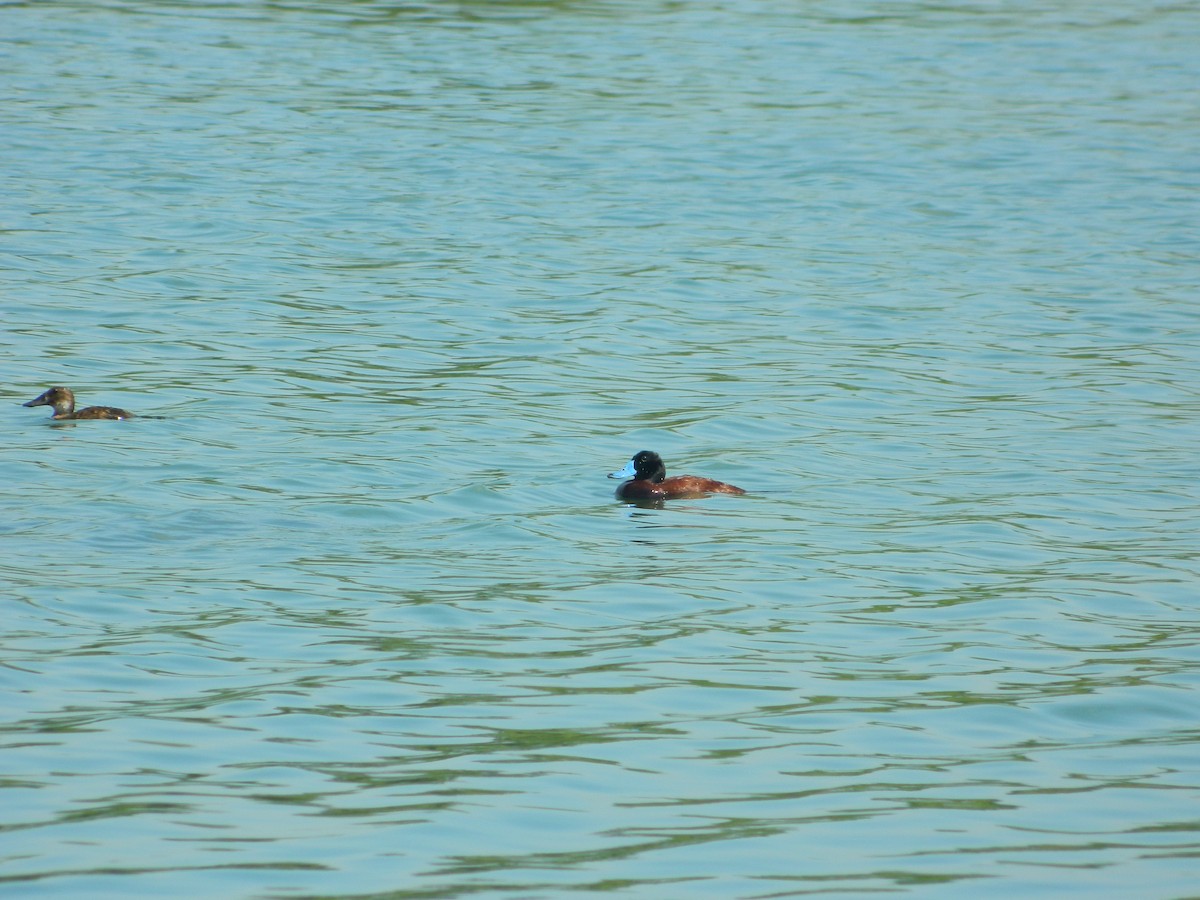 Andean Duck - ML58912051