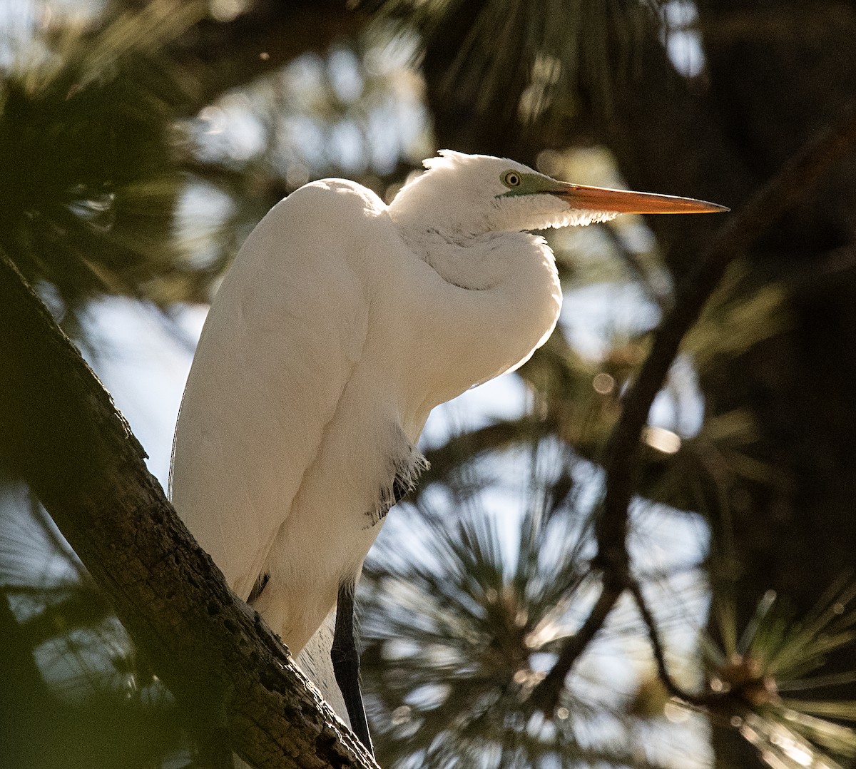 Great Egret - ML589120631