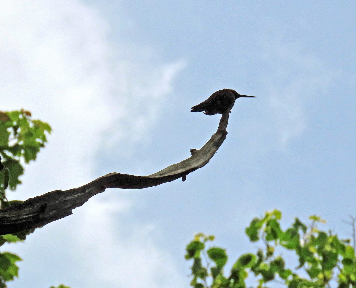 Ruby-throated Hummingbird - ML589120961