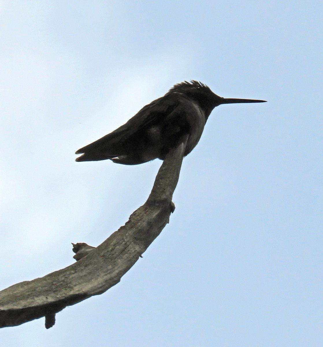 Ruby-throated Hummingbird - ML589121001