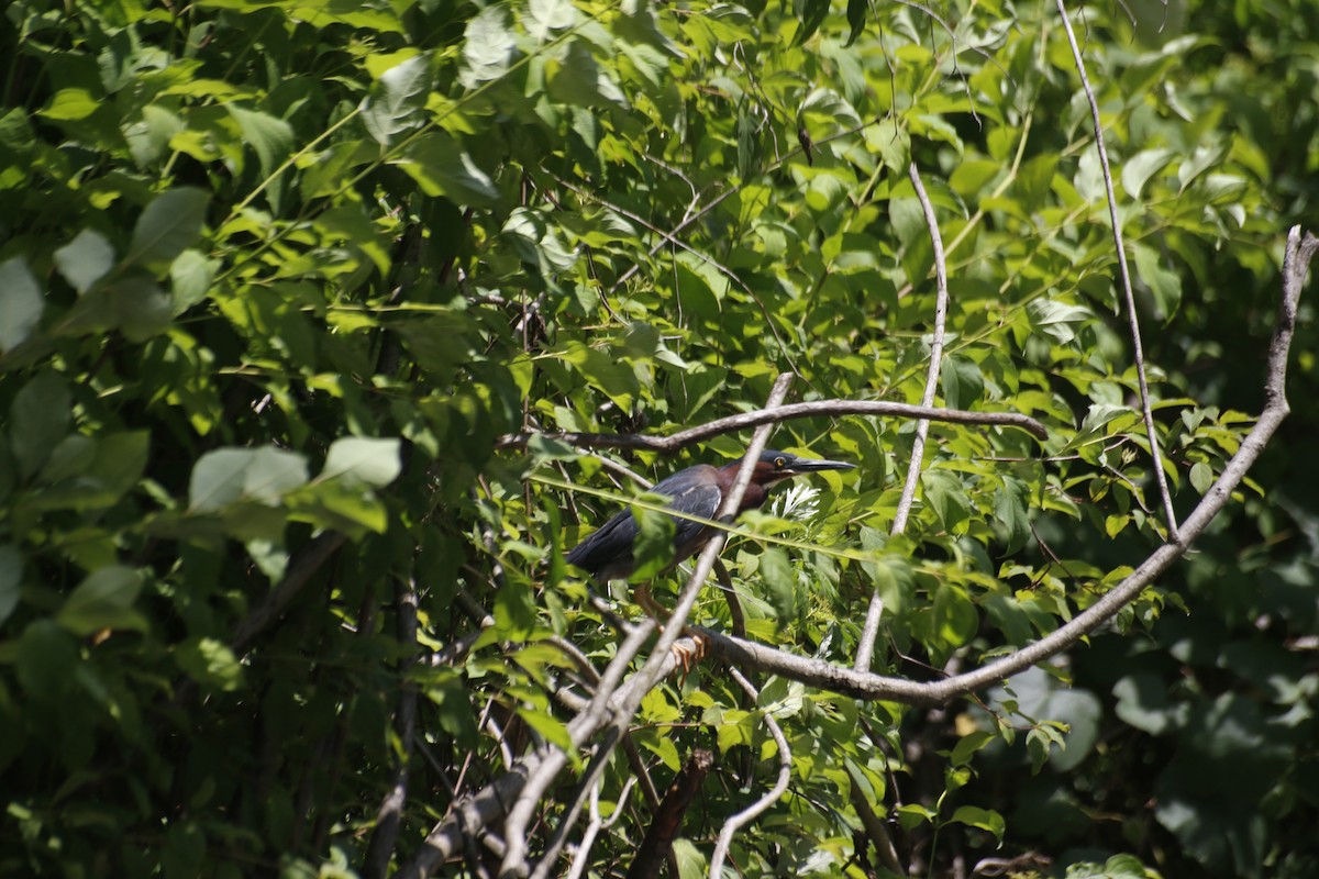 Garcilla Verde - ML589122241