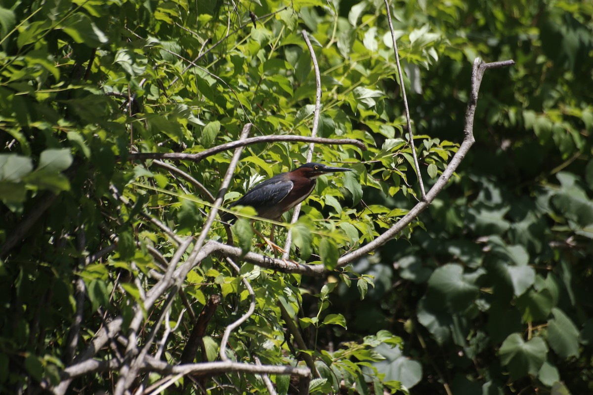 Garcilla Verde - ML589122251