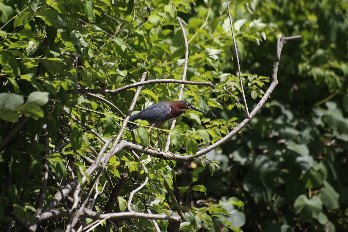 Garcilla Verde - ML589122261