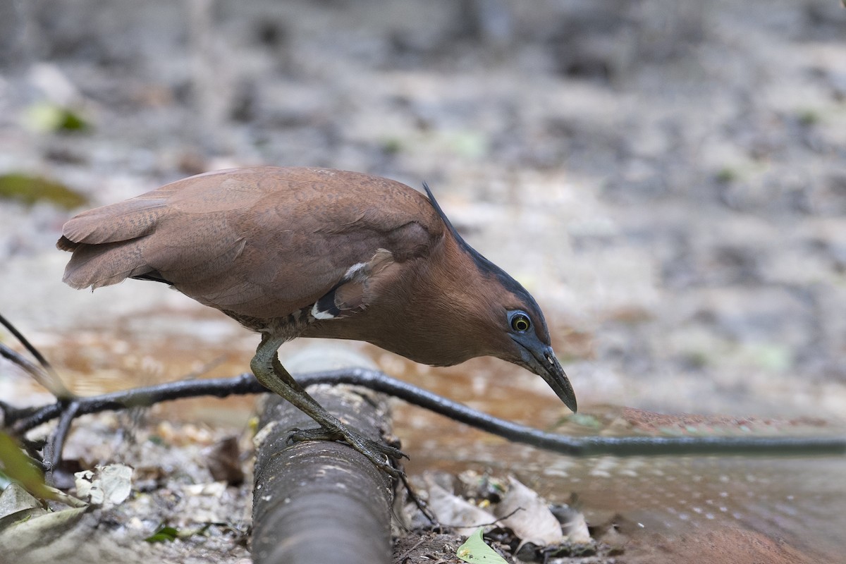 Malayan Night Heron - ML589122381