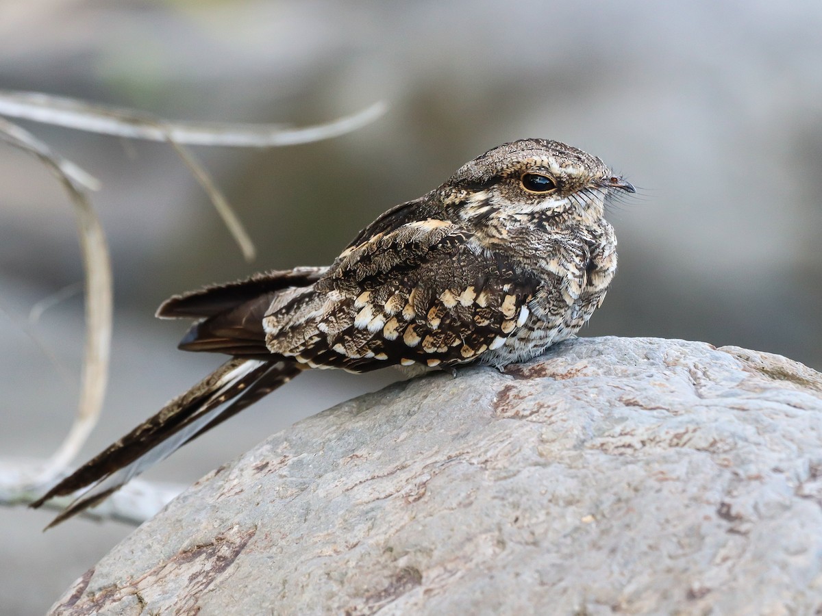 Ladder-tailed Nightjar - ML589122521