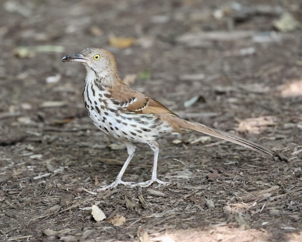Brown Thrasher - ML589122671