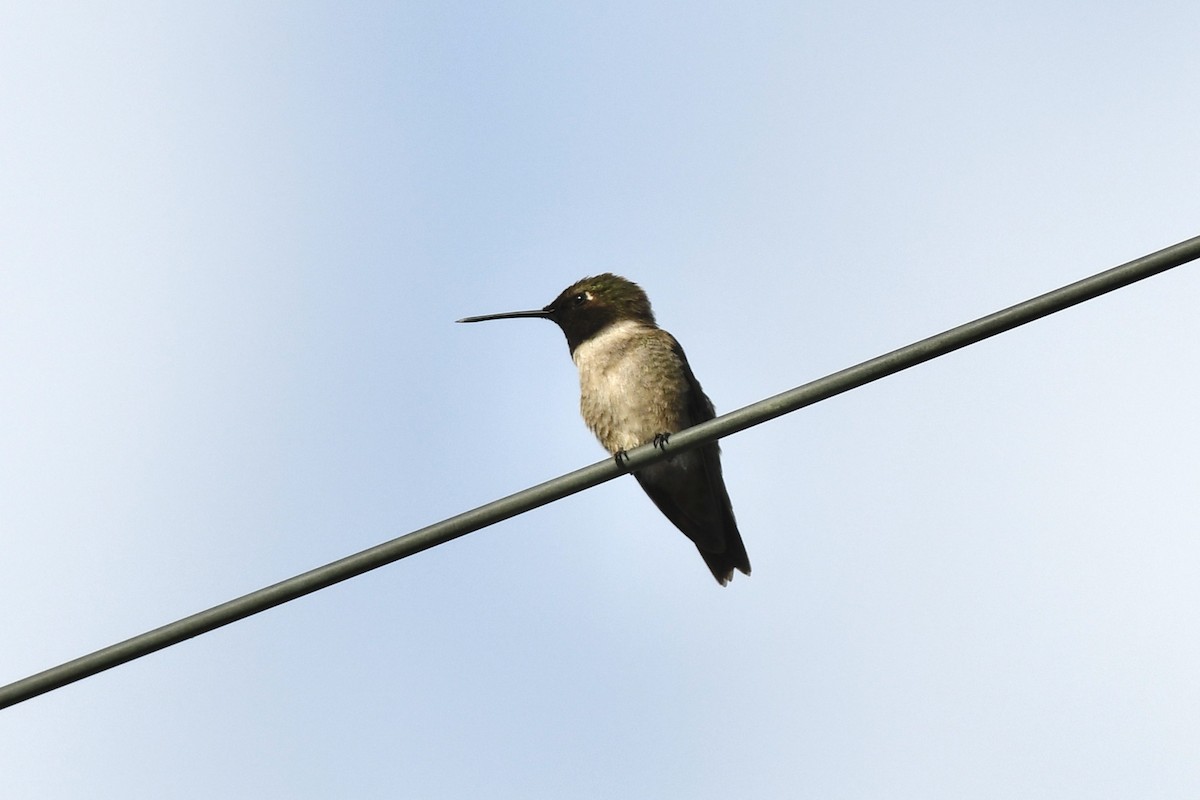 Black-chinned Hummingbird - ML589122901