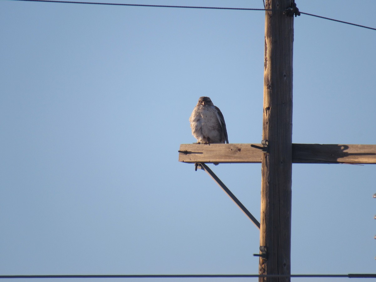 Ferruginous Hawk - ML589122961