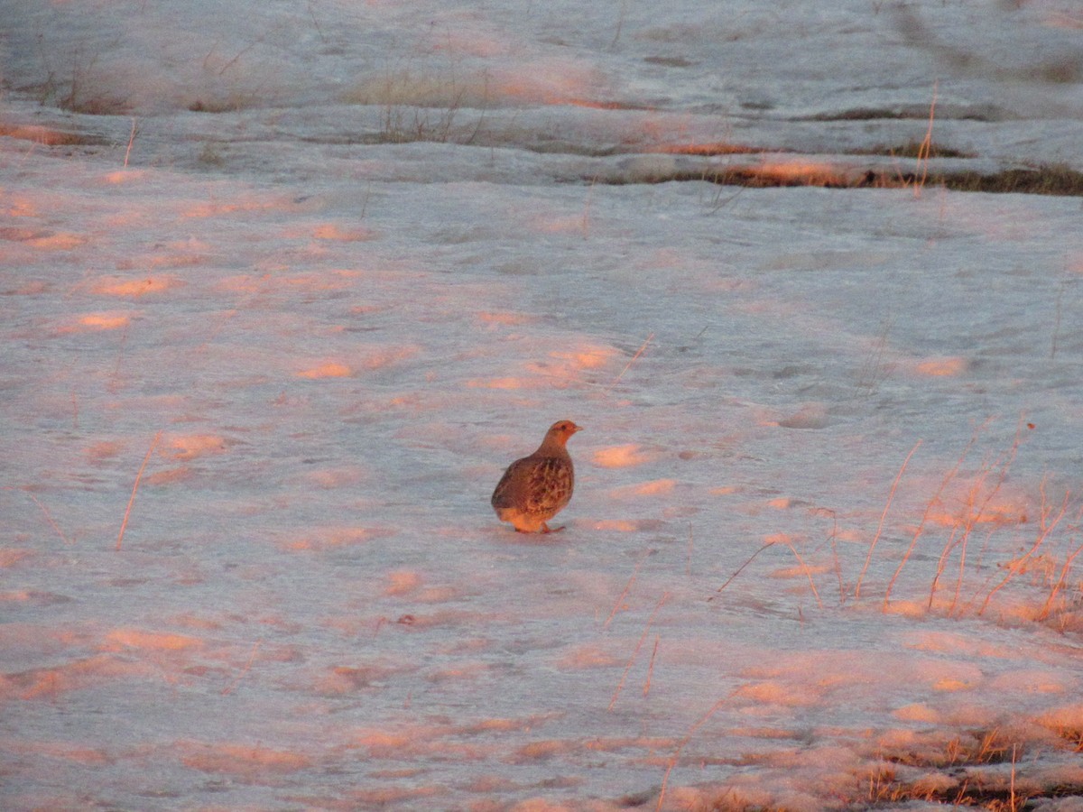 Gray Partridge - ML589123011