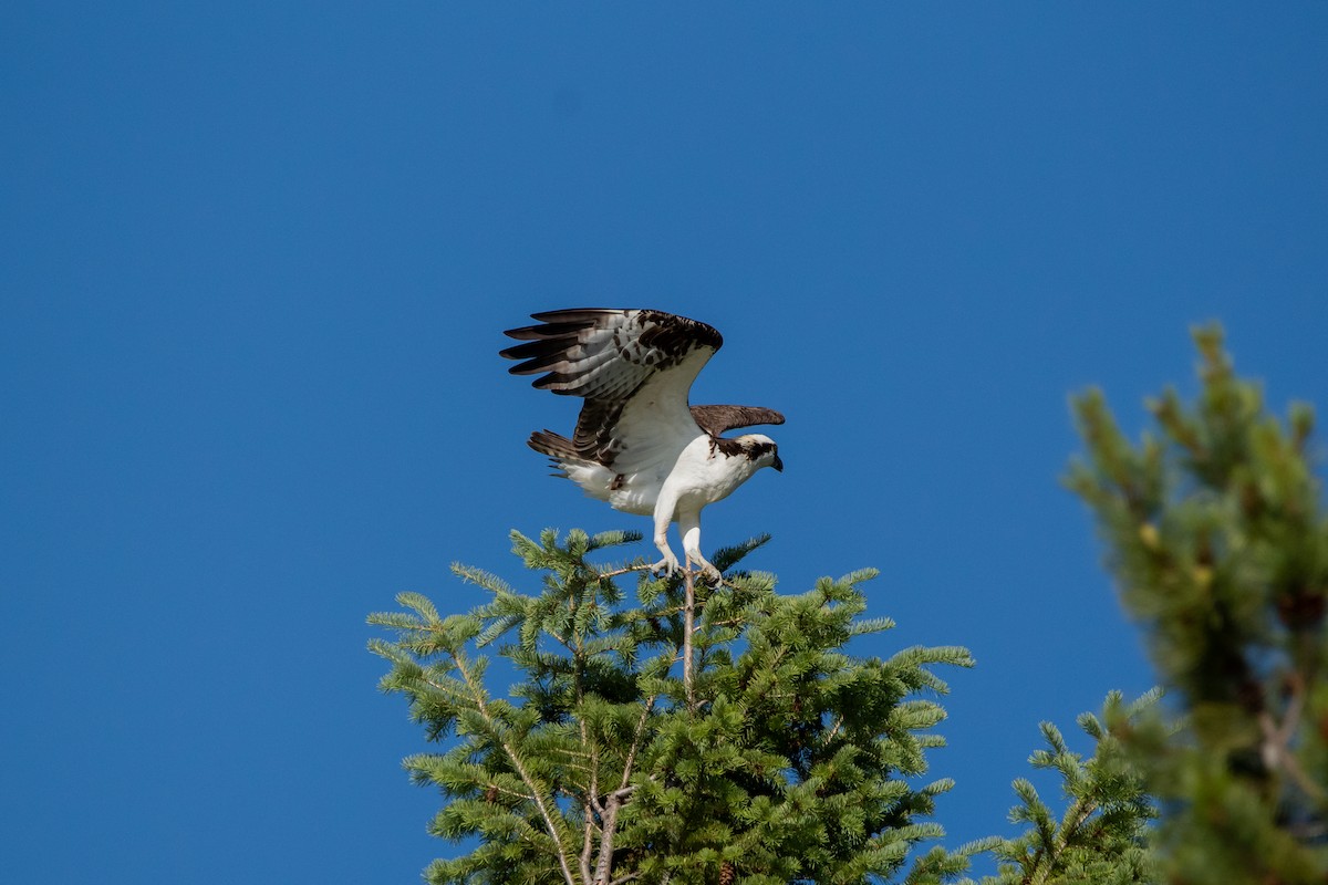 Osprey - ML589123431