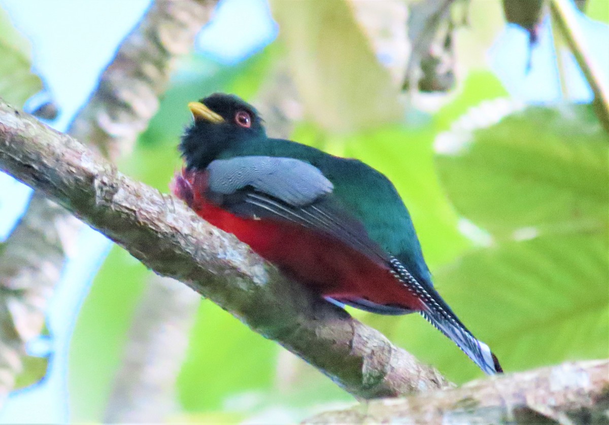 Collared Trogon - ML589123691