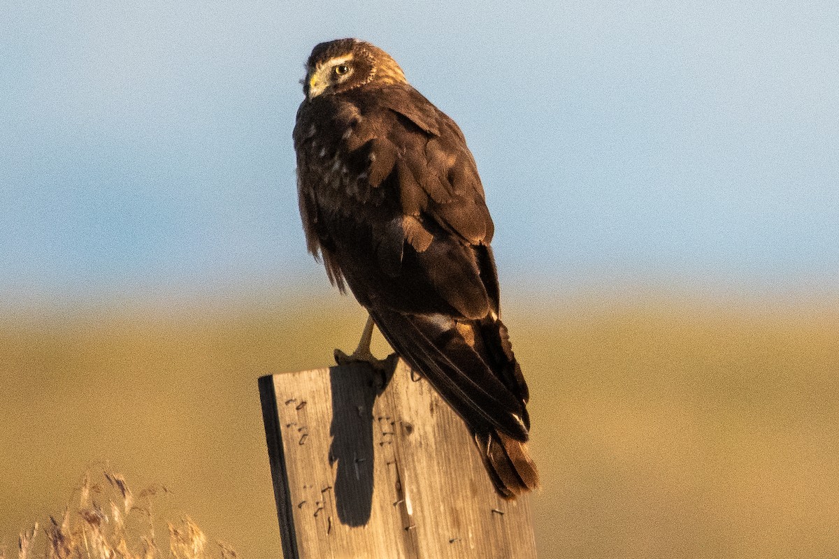 Northern Harrier - ML589124531