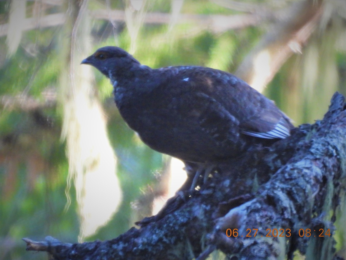 Sooty Grouse - ML589124761