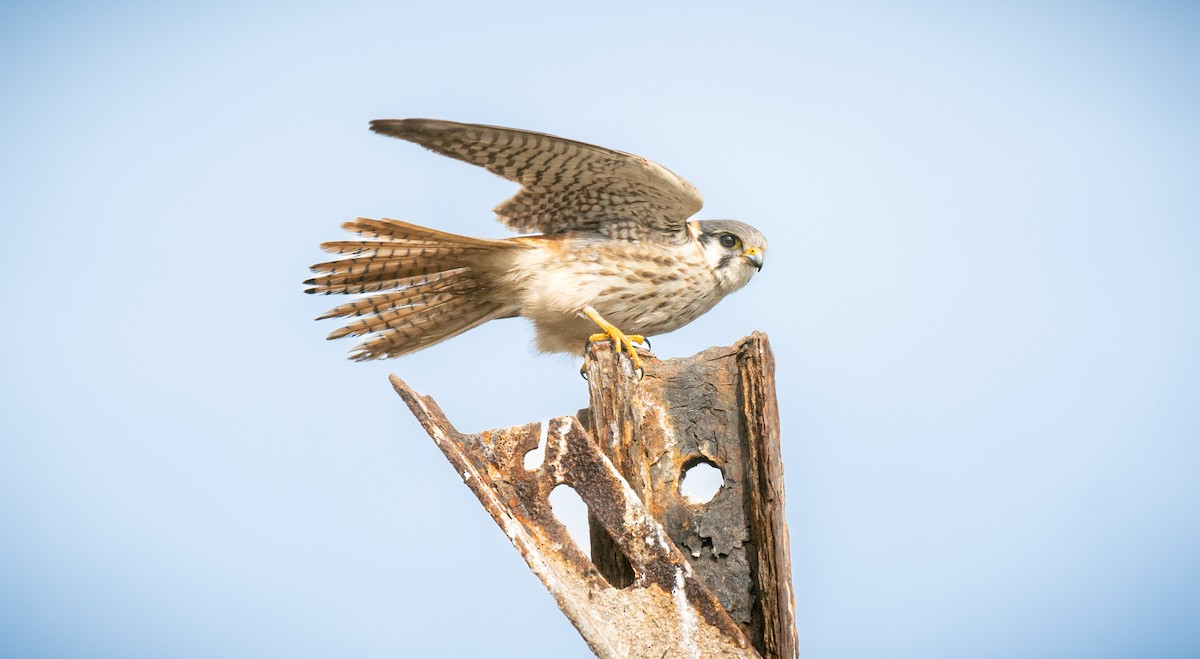 American Kestrel - ML589125221