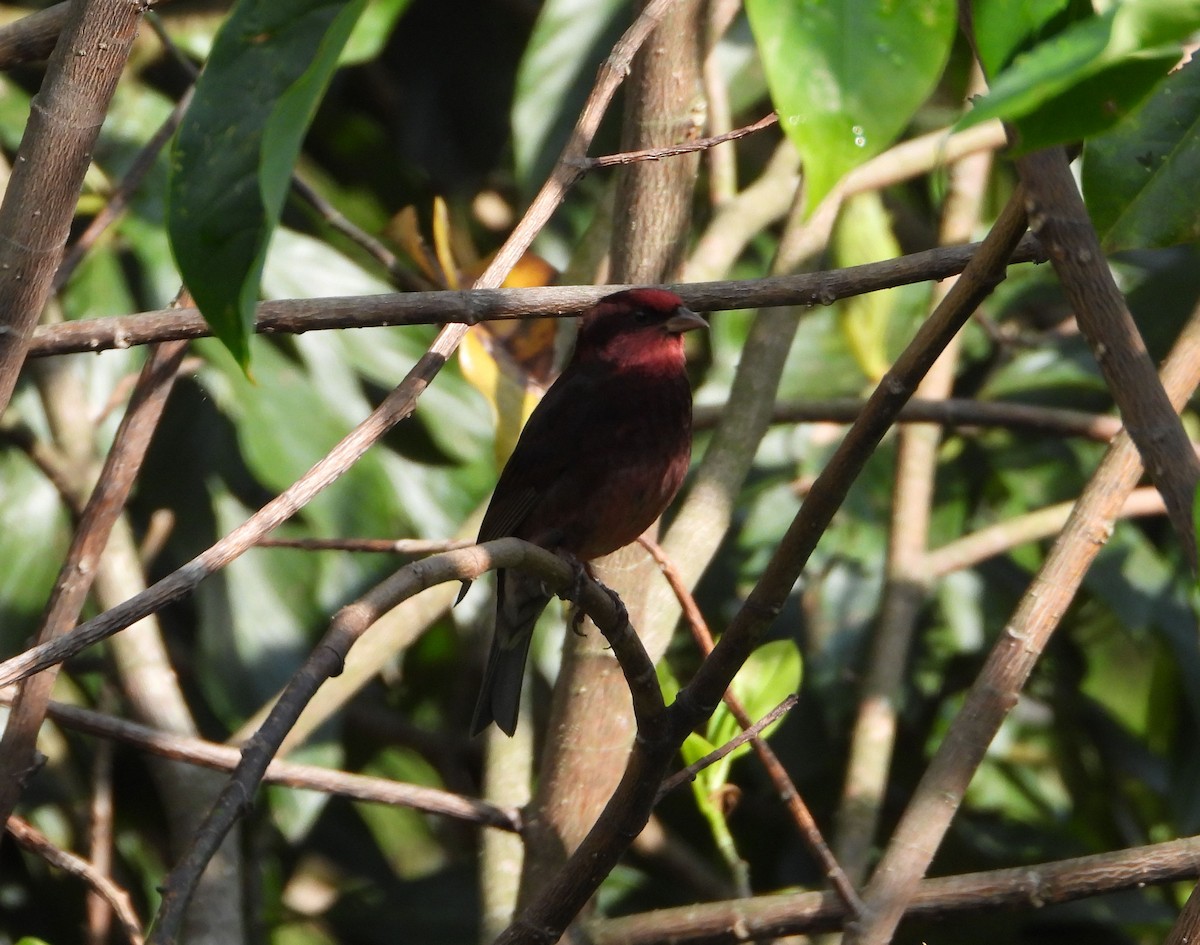 Dark-breasted Rosefinch - Sandhya Lenka