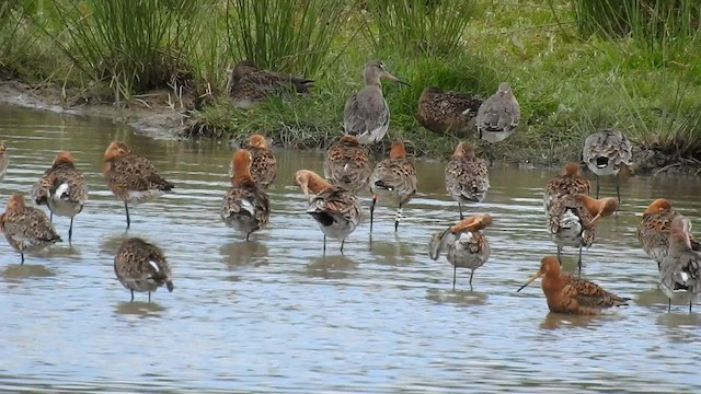 Black-tailed Godwit - ML589125661