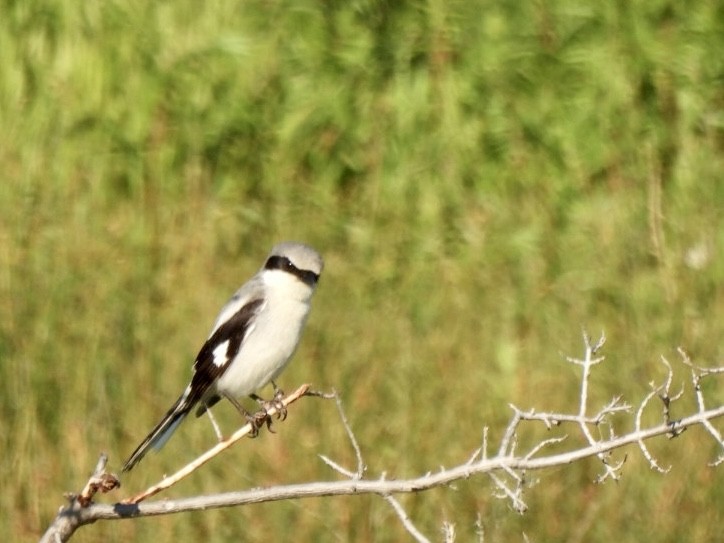 Loggerhead Shrike - ML589125701