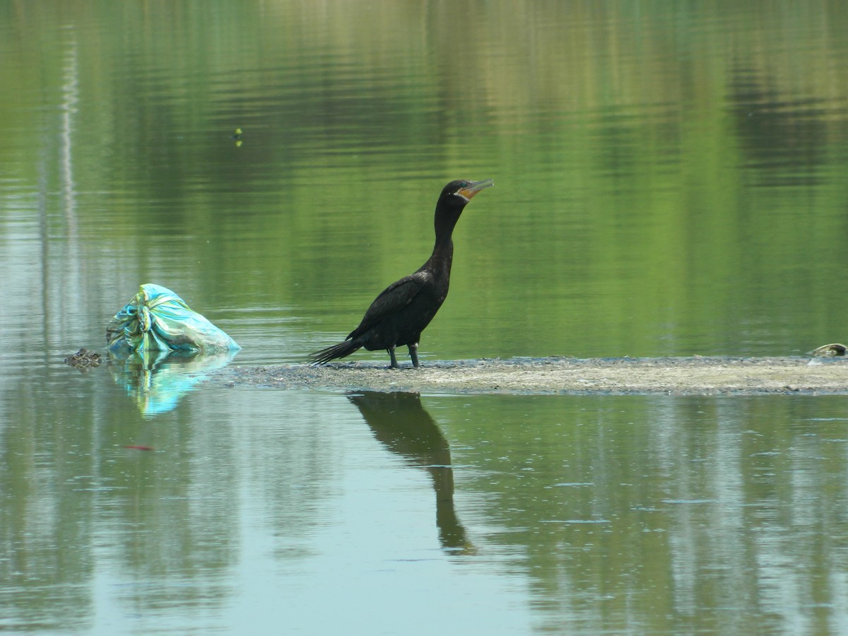 Neotropic Cormorant - ML58912571